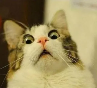 😱 gato, impactado, sorprendido, mascota, animal, lindo telegram sticker