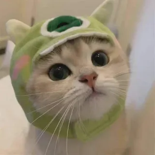 ☕️ Katze, Tier, Kätzchen, süß, Haustier, Hut whatsapp sticker