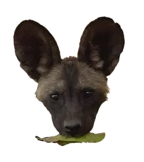 🥬 pies, zwierzę, likaon, dzika przyroda, ssak, mięsożerca telegram sticker