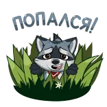 🤨 I'm Not a Nazi raton laveur, dessin animé, texte, animal telegram sticker