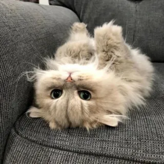 🪐 cat, kitten, cute, fluffy, adorable, pet, animal, grey cat telegram sticker