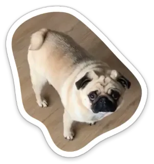 😯 dog, pug, animal, pet, cute telegram sticker