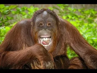 😂 orango, scimmia, scimmia antropomorfa, animale, primate, mammifero, divertente, fauna selvatica telegram sticker