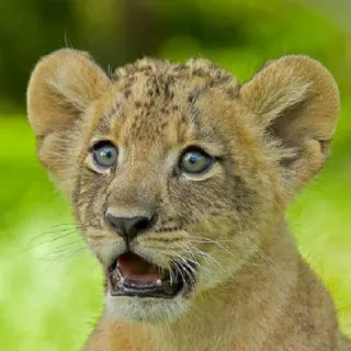 Animals emotions telegram stickers