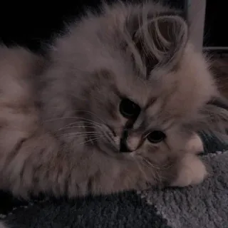 🐾 gato, gatito, lindo, mascota, animal, doméstico, esponjoso, felino telegram sticker