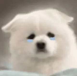 🤍 perro, triste, llorando, cachorro, animal, mascota, perro blanco whatsapp sticker