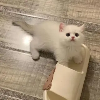 🌟 Katze, Kätzchen, weiße Katze, süß, Tier, Haustier telegram sticker