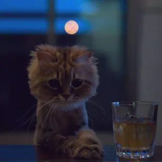 ☹ Katze, Getränk, Whisky, Glas, Tier, Haustier telegram sticker