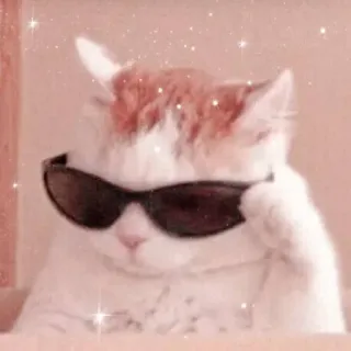 🐱 Katze, Sonnenbrille, Cool, Haustier, Tier telegram sticker