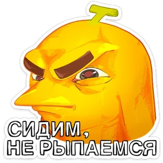 😠 СИДИМ, НЕ РЫПАЕМСЯ 밈, 오리, 화남, 앉아있는, 꼼짝마 whatsapp sticker