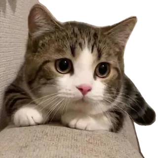😻 kot, słodki, zwierzę, zwierzę domowe, koci telegram sticker