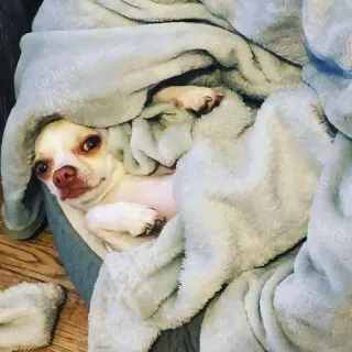 🐶 dog, chihuahua, pet, blanket, cute, animal telegram sticker