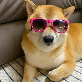 ☁ anjing, shiba inu, kacamata hitam, merah muda, hewan peliharaan, hewan telegram sticker