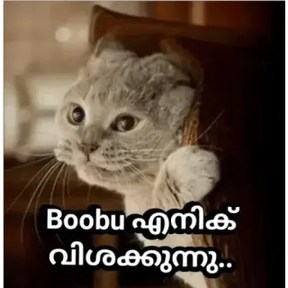 😢 Boobu എനിക്ക് വിശക്കുന്നു.. cat, hungry, cute, animal telegram sticker
