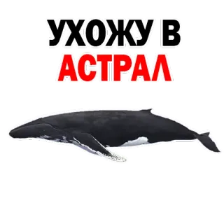 Whale @stickersb2b whatsapp stickers