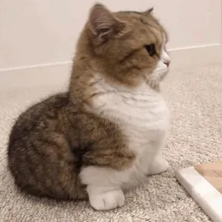 🕯 cat, kitten, animal, pet, cute, domestic animal, domestic cat whatsapp sticker