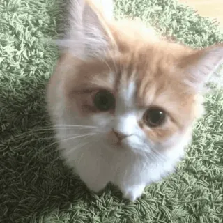 🐈 gatto, animale domestico, animale, gattino, carino, domestico whatsapp sticker