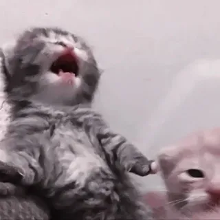 💗 котёнок, кошка, животное, милый, питомец, кошачий, полосатый telegram sticker
