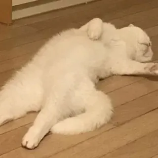 🐈 chat, dormir, animal, animal de compagnie, chat blanc, mignon, animal domestique whatsapp sticker