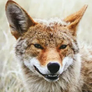 😃 coyote, animal, wildlife, nature, mammal telegram sticker