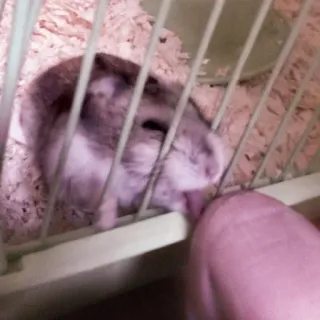 🤏 hamster, cage, pet, animal, rodent telegram sticker