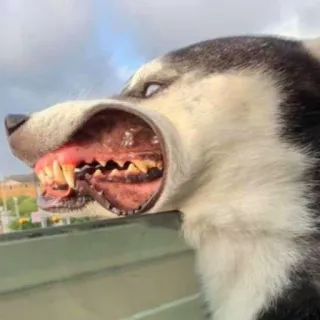 😬 cane, husky, animale, denti, inquietante, spaventoso, strano telegram sticker