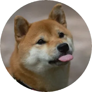 😛 개, 시바견, 동물, 애완 동물, 혀, 귀여운 telegram sticker