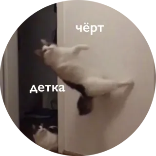 👹 чёрт
Детка kat, grappig, dier, russisch, meme whatsapp sticker