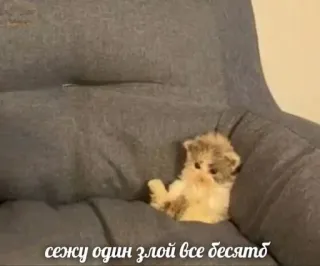 😠 сежу один злой все бесятд Katze, Kätzchen, wütend, Couch, süß telegram sticker
