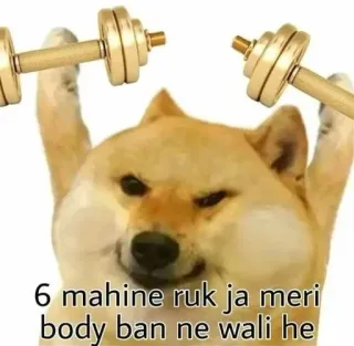 🌟 6 mahine ruk ja meri body ban ne wali he собака, мем, фитнес, тренировка, тяжелая атлетика whatsapp sticker