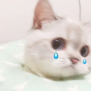 🐈 猫, 悲しい, 泣く, 動物, 子猫, 涙, ペット whatsapp sticker