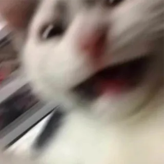 😱 cat, animal, blurred, white cat, meme telegram sticker