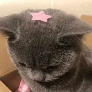 🐈 猫, 星星, 小猫, 宠物, 动物, 可爱, 家猫 telegram sticker