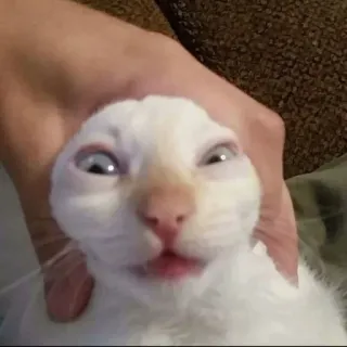 😳 cat, animal, funny, white, weird telegram sticker