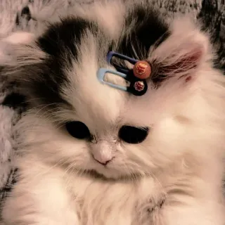 ☁️ gatito, gato, mascota, animal, lindo, esponjoso, pinza de pelo telegram sticker