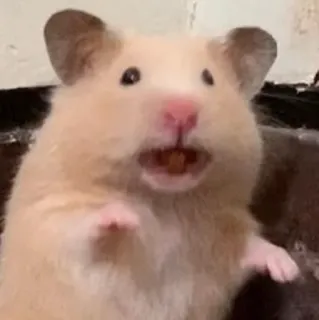 😧 chomik, gryzoń, zwierzę domowe, zwierzę, słodki, mały, ssak telegram sticker