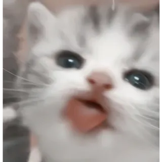 👅 cat, kitten, cute, pet, animal, domestic telegram sticker