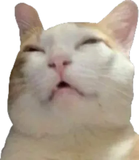 🥱 cat, animal, pet, meme, funny, relaxed, content telegram sticker