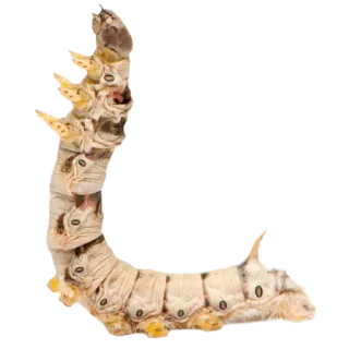 Caterpillar telegram stickers