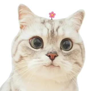 Kucing 🐈 @Anak_kucing_stiker whatsapp stickers