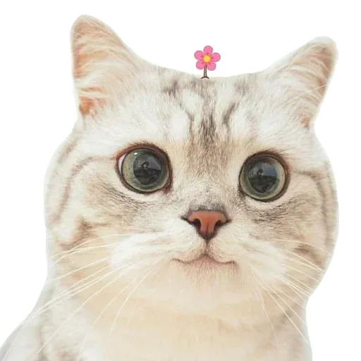 Kucing 🐈 @Anak_kucing_stiker