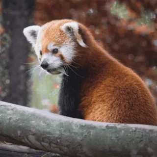 🥦 panda rosso, animale, carino, natura, fauna selvatica telegram sticker
