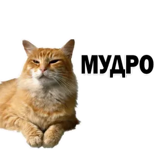 👍 МУДРО gato, sabedoria, gato laranja, animal de estimação, animal whatsapp sticker
