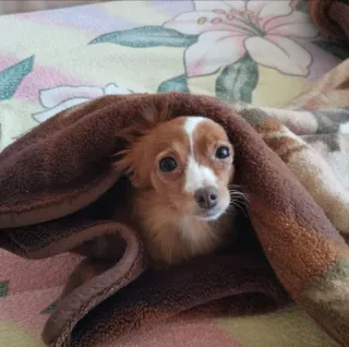 😊 собака, домашнее животное, животное, плед, милый, чихуахуа, маленькая собака telegram sticker