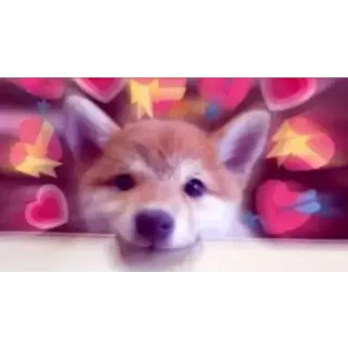 😀 hond, harten, puppy, schattig, dier telegram sticker