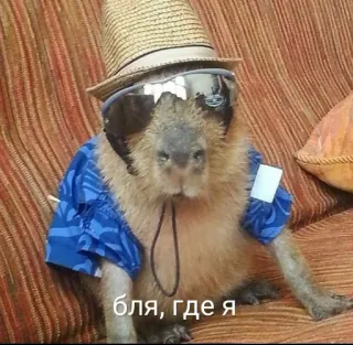 👀 бля, где я capybara, chapeau, lunettes de soleil, t-shirt, animal whatsapp sticker
