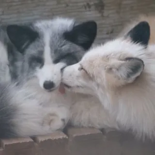 🦊 whatsapp sticker