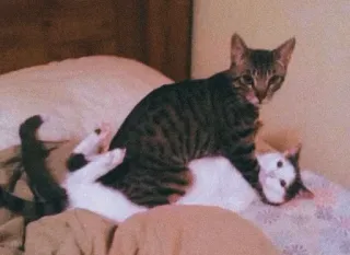 ❤ gatos, animales, mascotas, animales domésticos, felinos, jugando whatsapp sticker