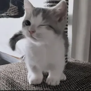 🍄 고양이, 새끼 고양이, 귀여운, 동물, 애완 동물, 윙크 telegram sticker