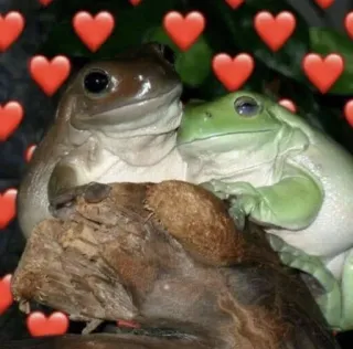 ❤️ kikker, amfibie, boomkikker, dieren, natuur, hart, liefde telegram sticker
